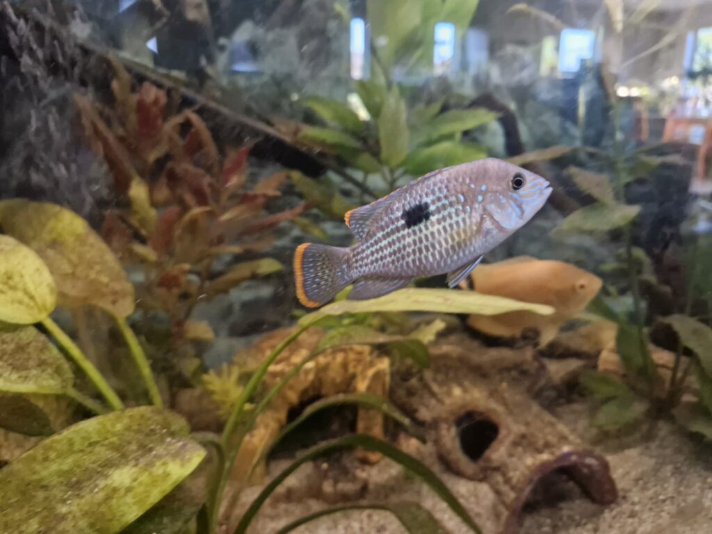 Green Terror/Gold Saum Cichlid