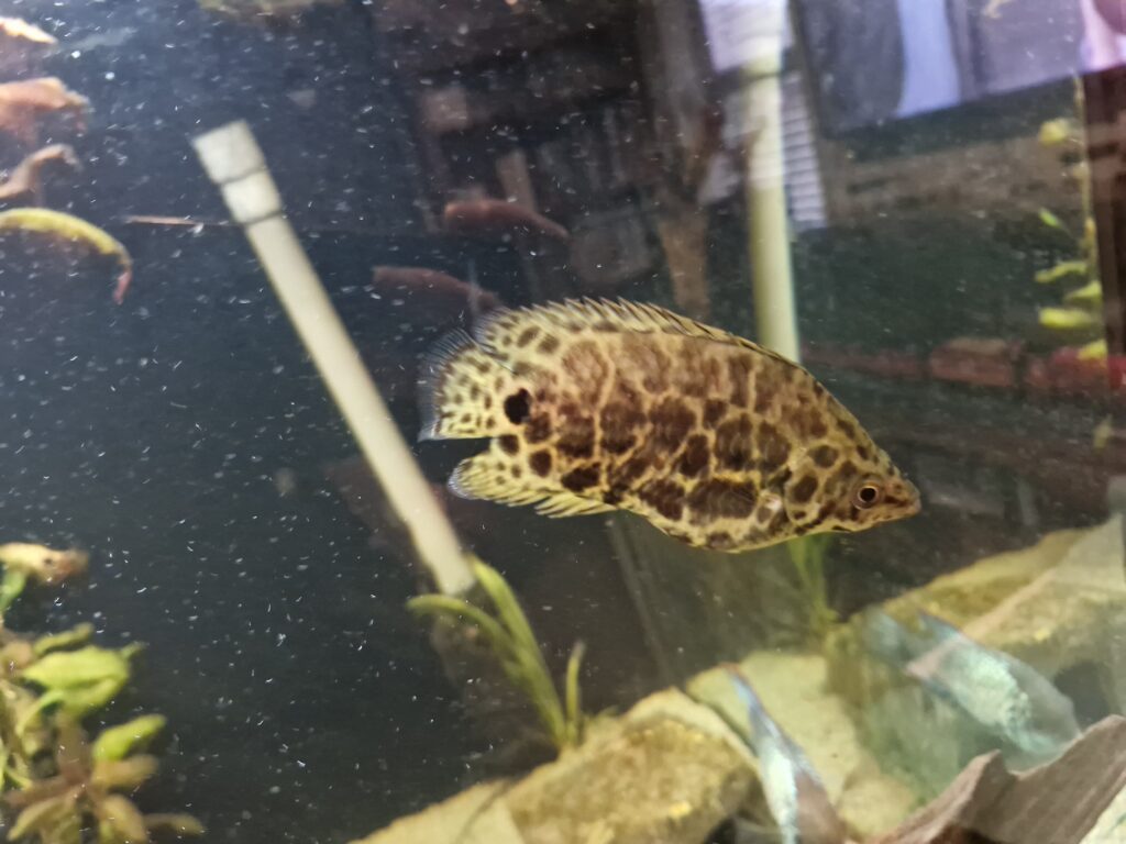 Leopard Ctenopoma/Bushfish