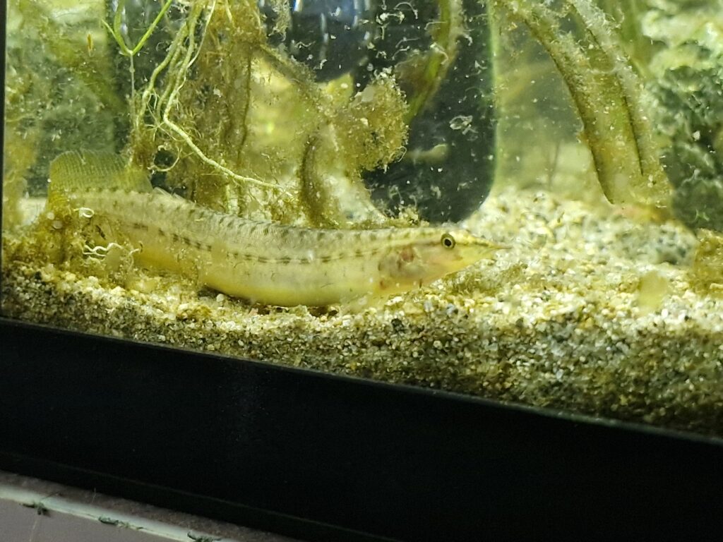 Yellow-Fin/Barred Spiny Eel