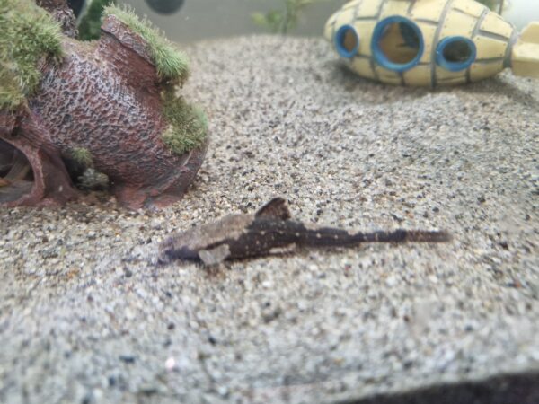 Banjo Catfish