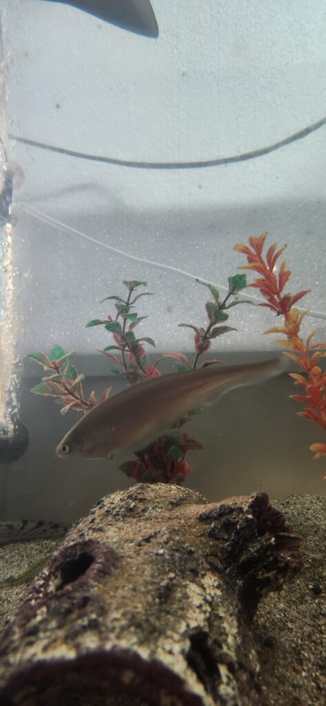 African Knifefish