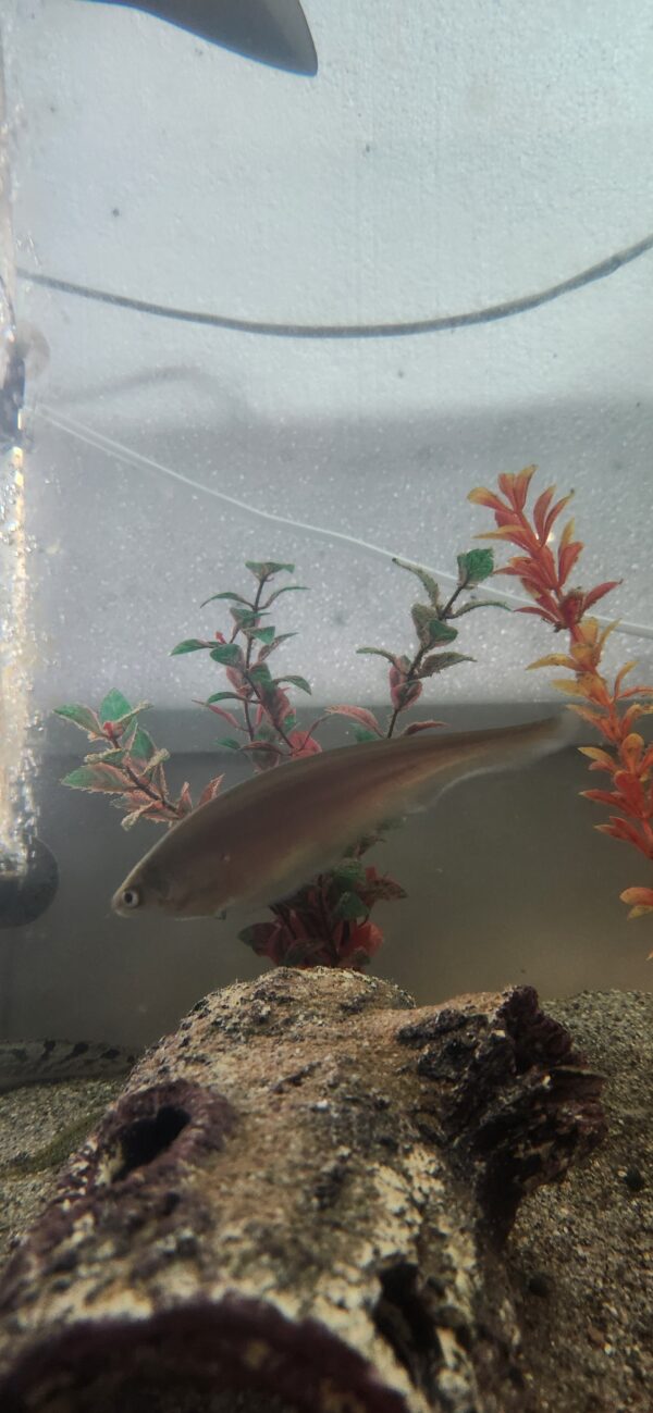 African Knifefish