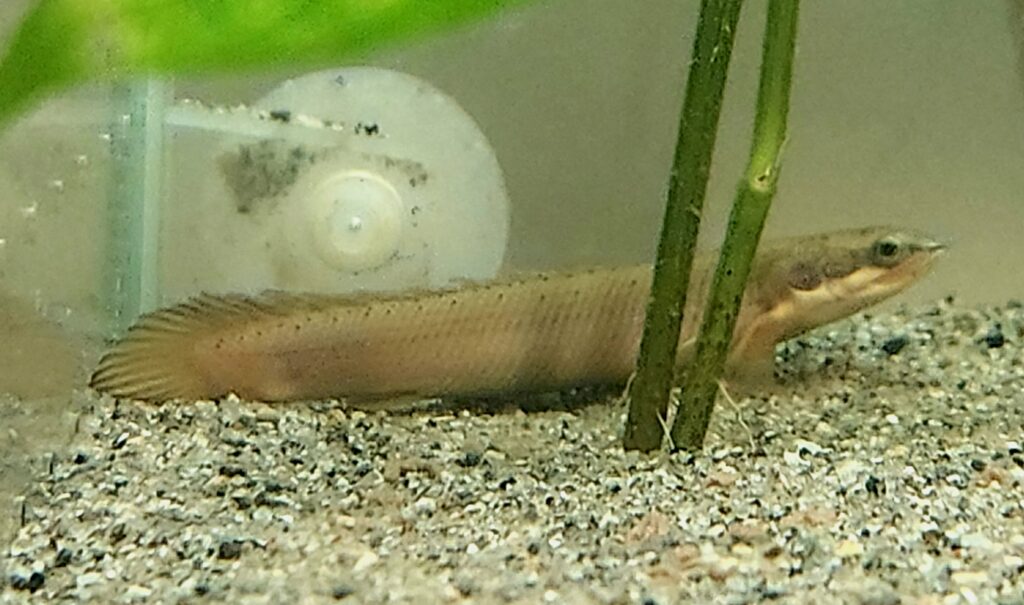 Senegalus Bichir Medium 12-15cm