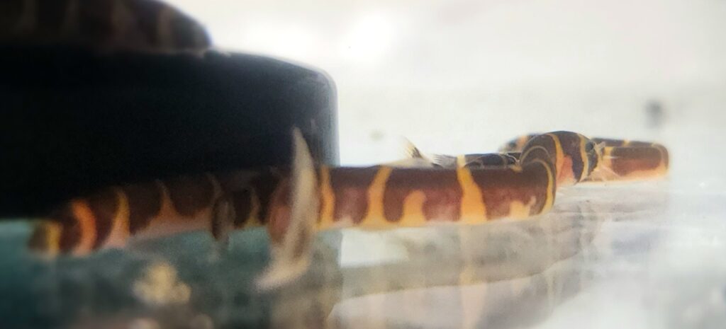 Kuhli Loach