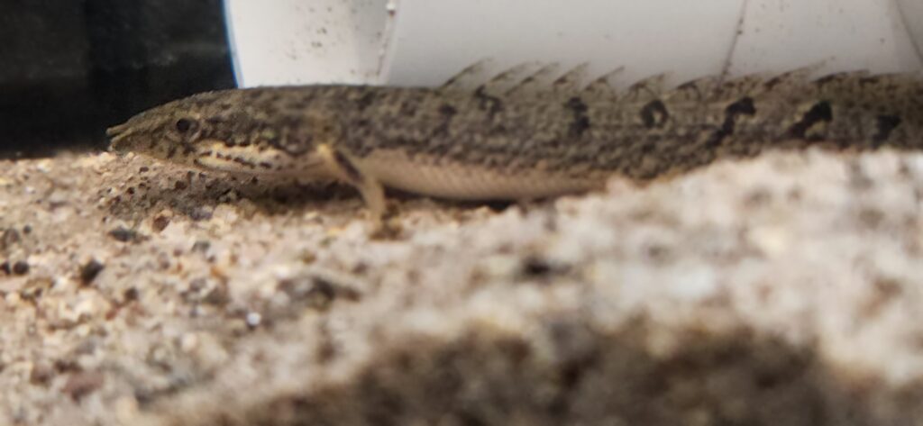 Delhezi Bichir Large 20cm+