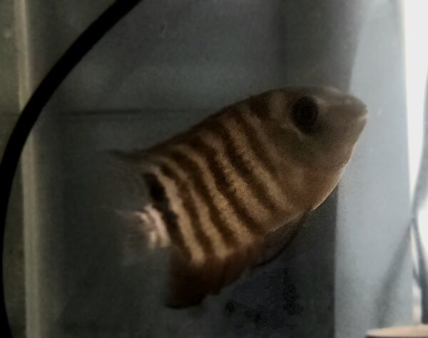 Green Severum
