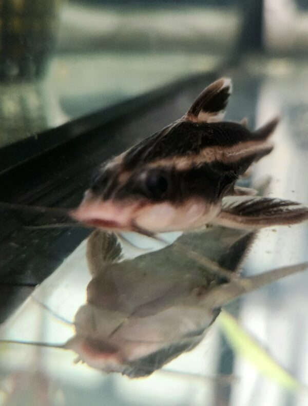 Chocolate Striped Catfish