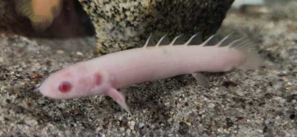 Senegalus Bichir Albino