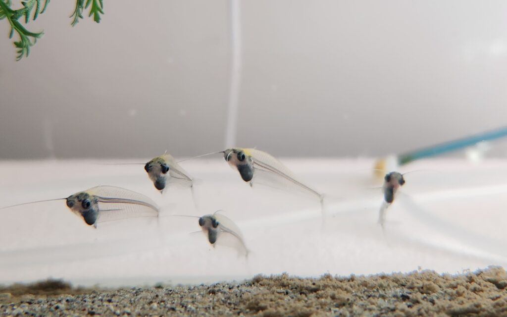 Glass Catfish