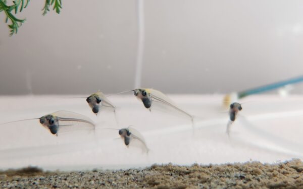 Glass Catfish