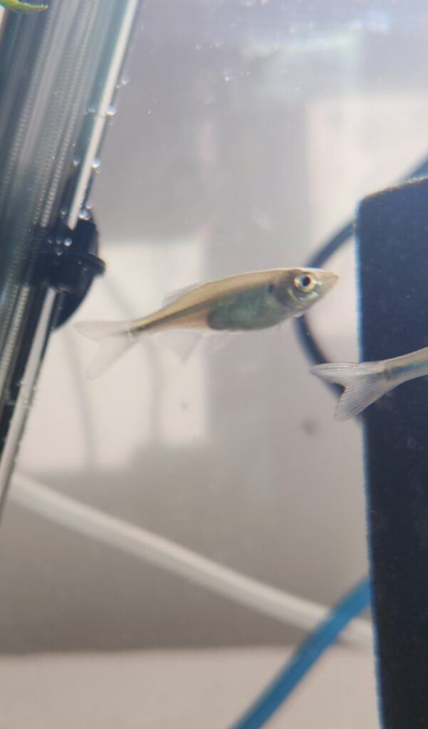 Giant Danio