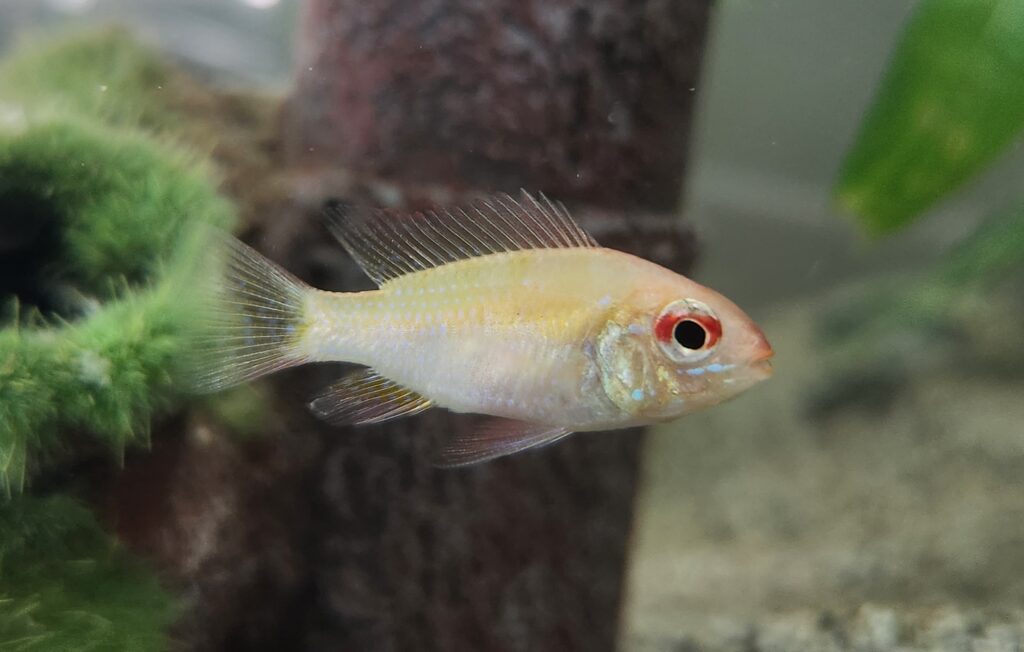 Gold Ram Dwarf Cichlid