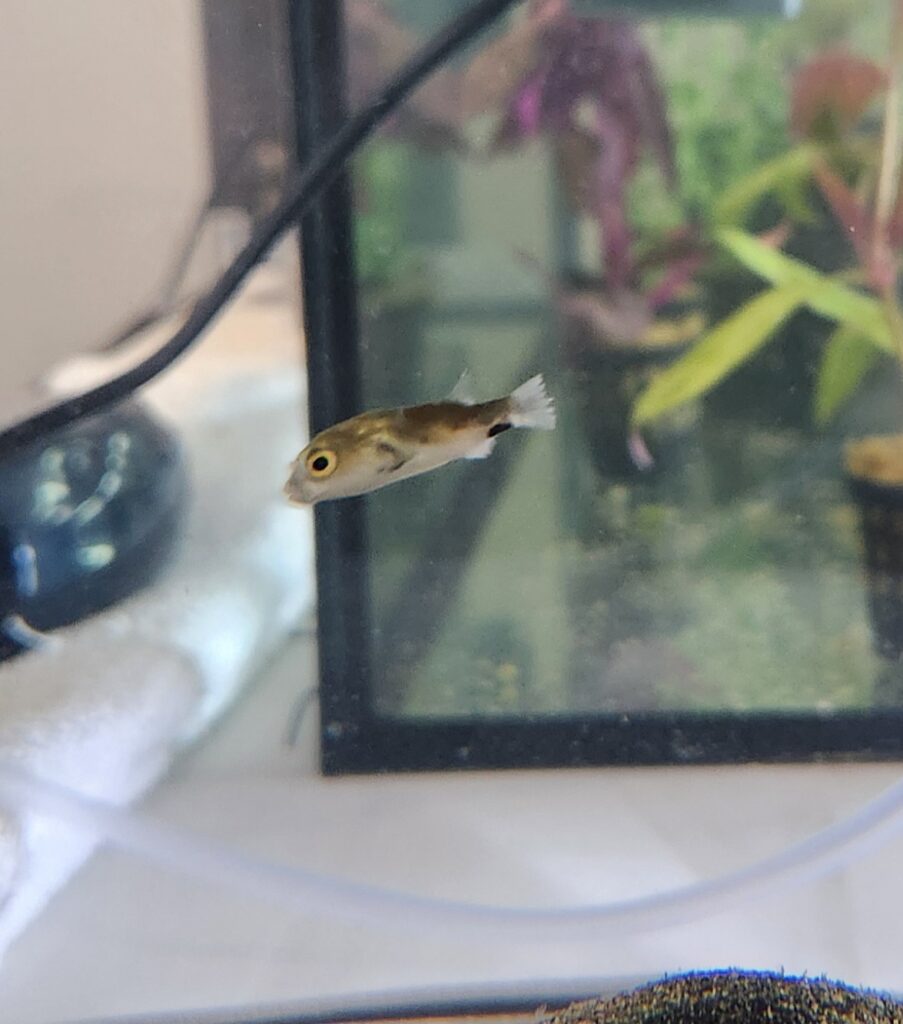 South American/Amazon Puffer