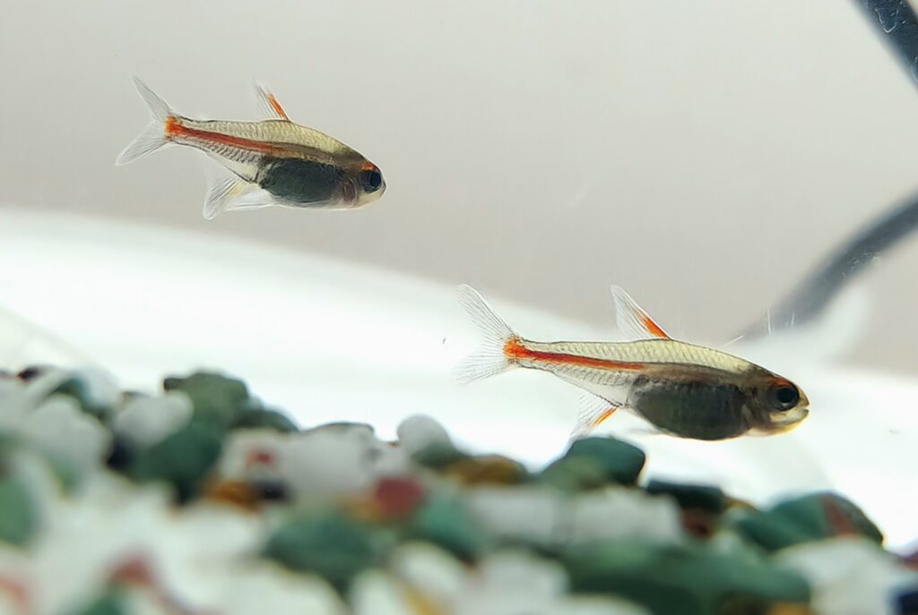 Glow Light Tetra