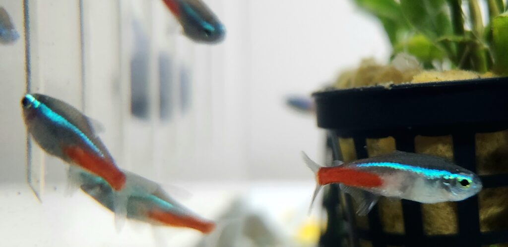 Neon Tetra