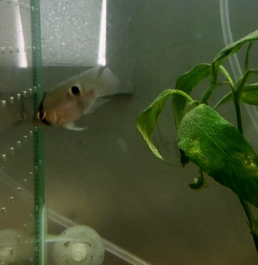Keyhole Cichlid