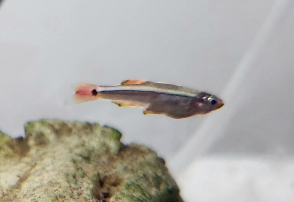 White Cloud Mountain Minnow