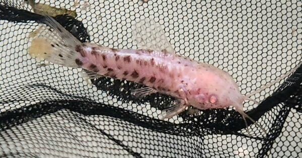 Albino Hoplo Catfish