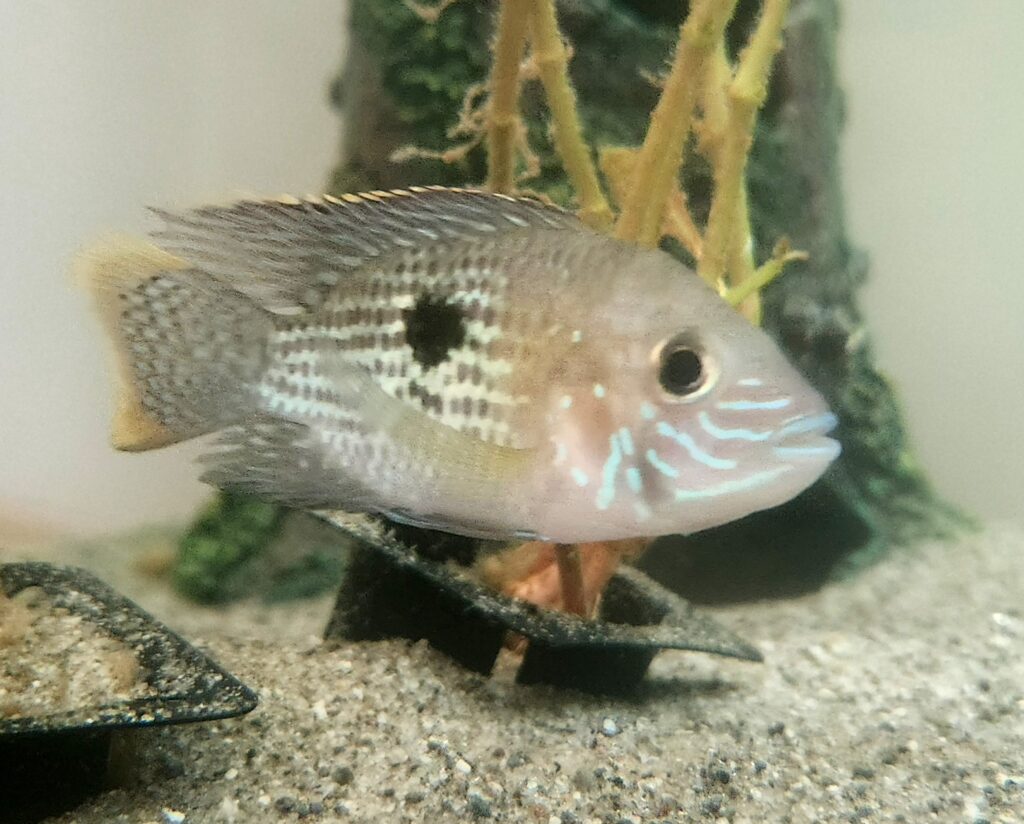 Round Green Terror