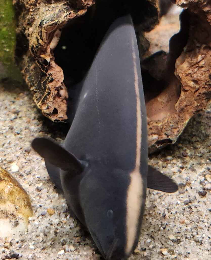 Black Ghost Knifefish