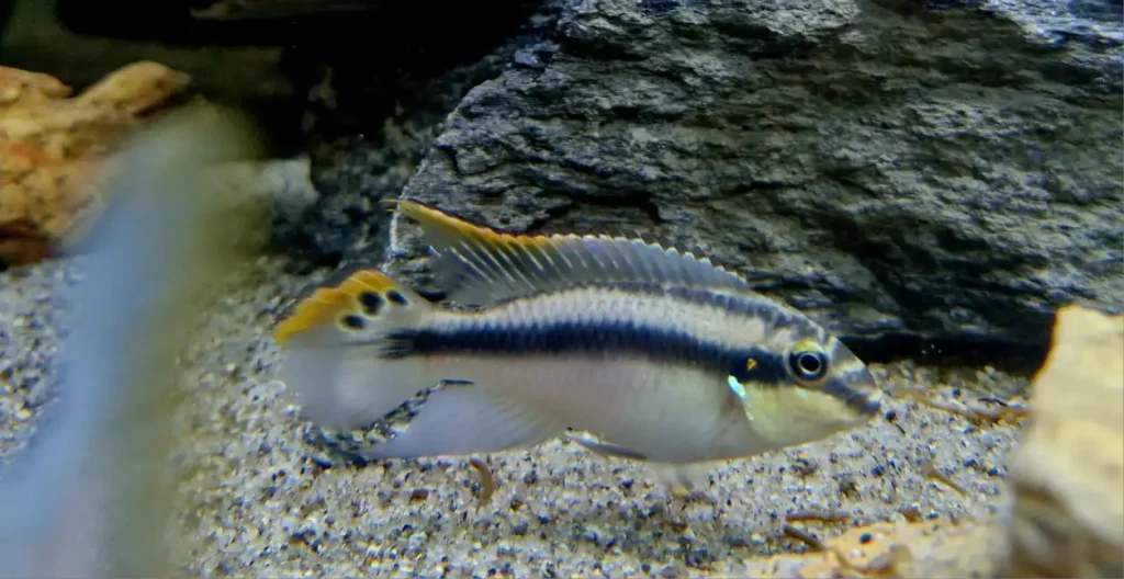 Kribensis
