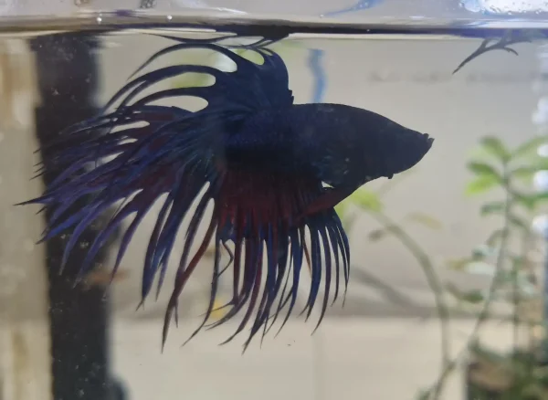 Assorted Crowntail Male Betta
