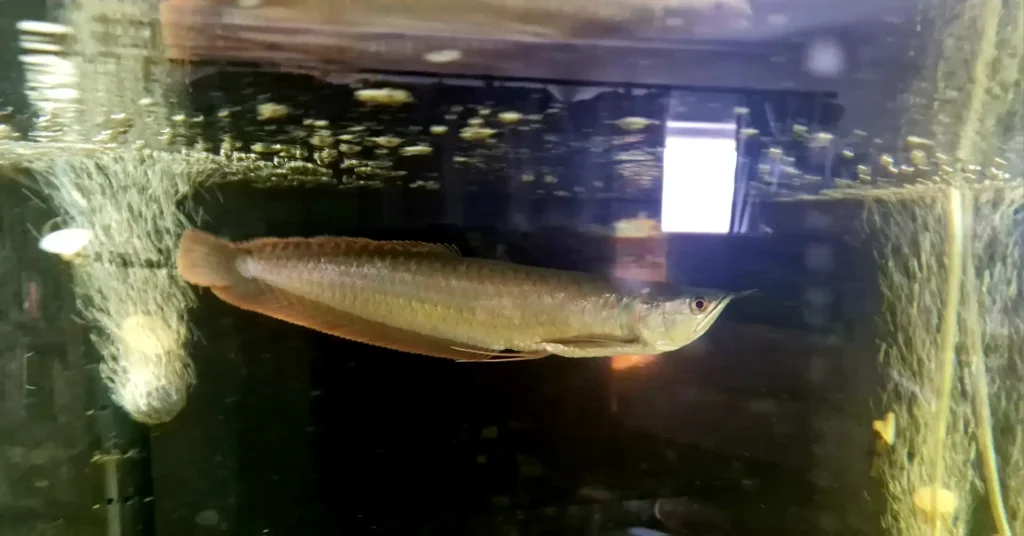 Silver Arowana