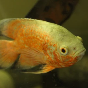 Albino Red Oscar Large