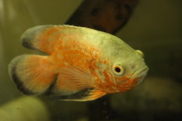 Albino Red Oscar Large