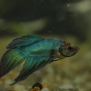 Assorted Male Betta