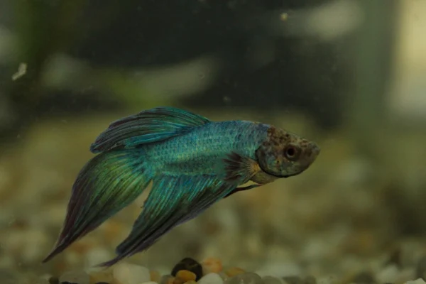 Assorted Male Betta
