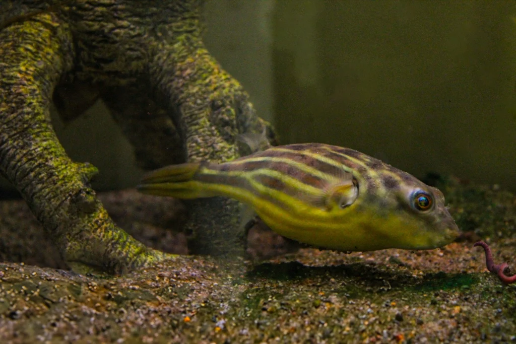 Fahaka Puffer