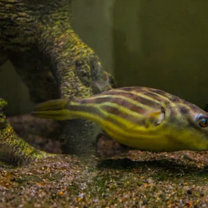 Fahaka Puffer