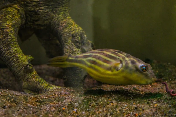 Fahaka Puffer