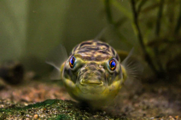 Fahaka Puffer - Image 2