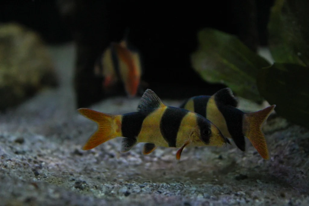 Clown Loach
