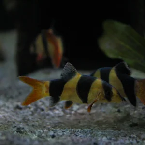 Clown Loach
