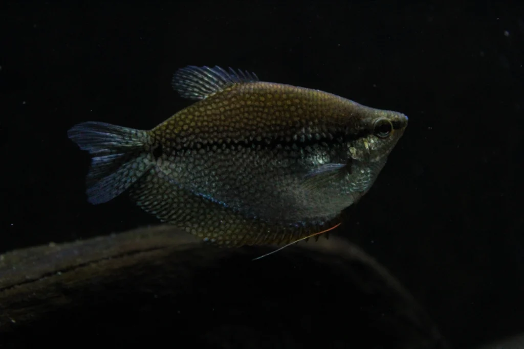 Pearl Gourami