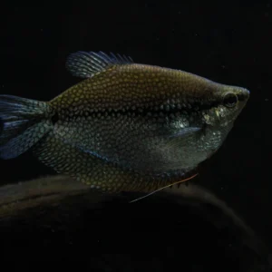 Pearl Gourami