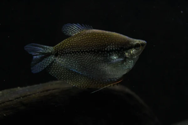 Pearl Gourami