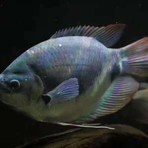 Red Tail Giant Gourami