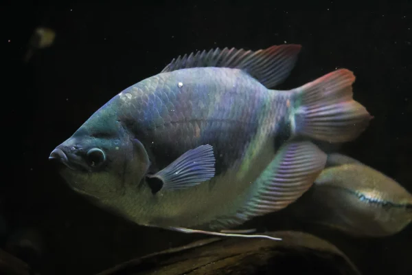 Red Tail Giant Gourami