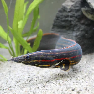 Fire Eel
