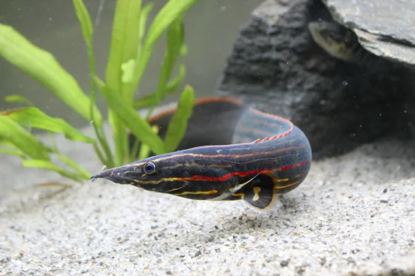 Fire Eel