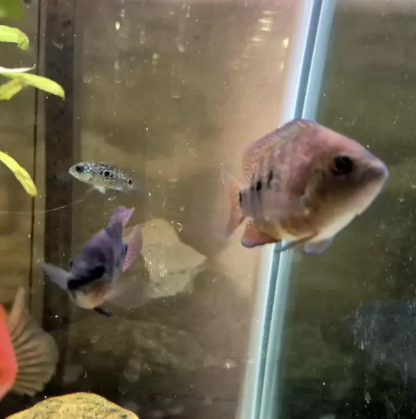 Red Texas Cichlid F1 - Image 7