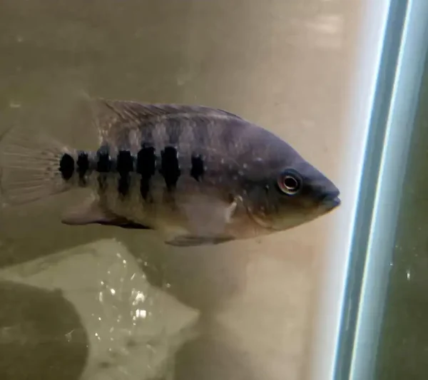 Red Texas Cichlid F1 - Image 5