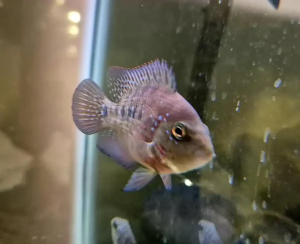 Red Texas Cichlid F1 - Image 4