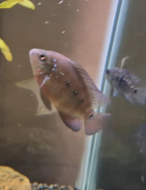 Red Texas Cichlid F1 - Image 3