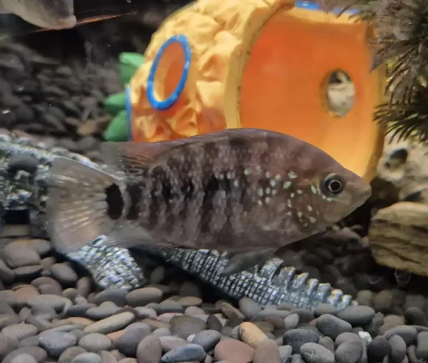Red Texas Cichlid F1 - Image 8
