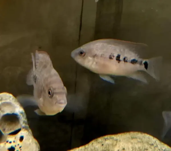 Red Texas Cichlid F1 - Image 6
